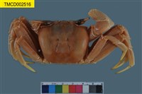 藏品(角眼沙蟹)的圖片